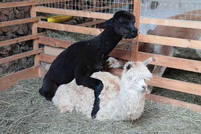 working black male alpaca